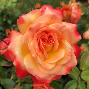 Rose 'Meteor' - FL